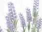 Preview: Lavendel-Pflanze 15-fach ca. 60cm HA4HX117915PU1