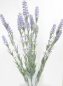 Preview: Lavendel-Pflanze 15-fach ca. 60cm HA4HX117915PU1
