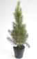 Preview: Tannenbaum ca. 58cm i.Topf gruen m.Glimmer 380087-42