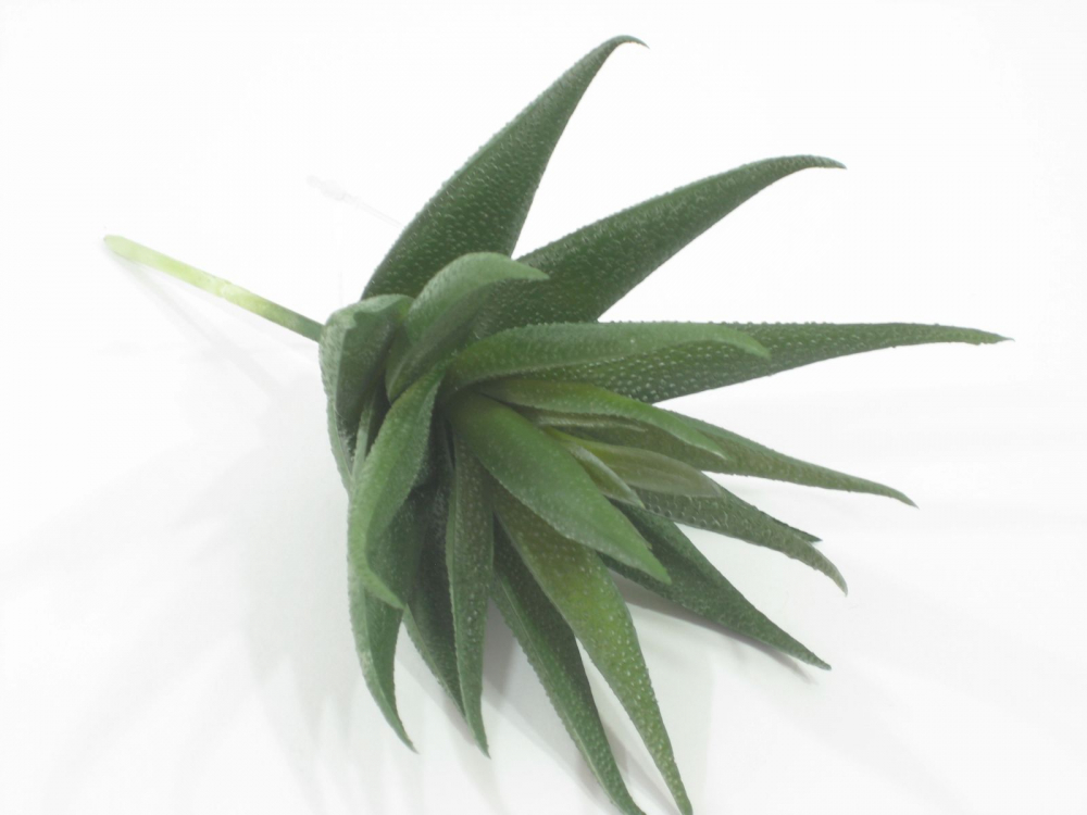 Stachelaloe 18cm DM ca. 10cm