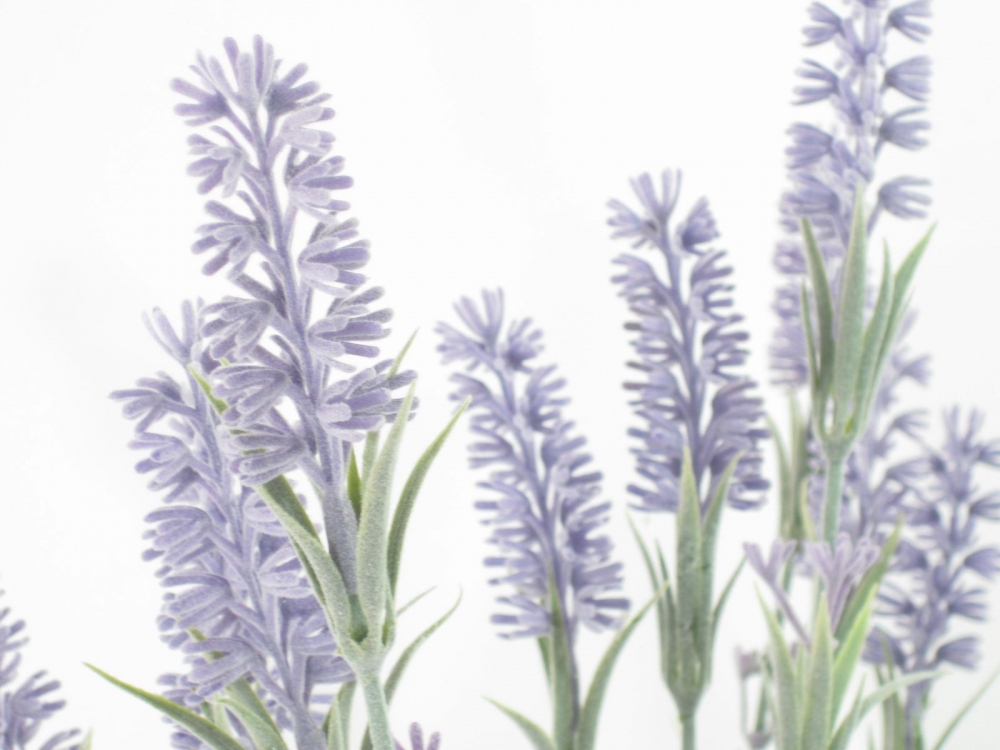 Lavendel-Pflanze 15-fach ca. 60cm HA4HX117915PU1