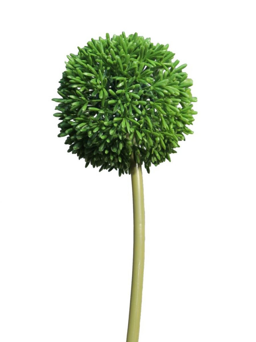 Allium D 11cm gruen 68cm 11649-1