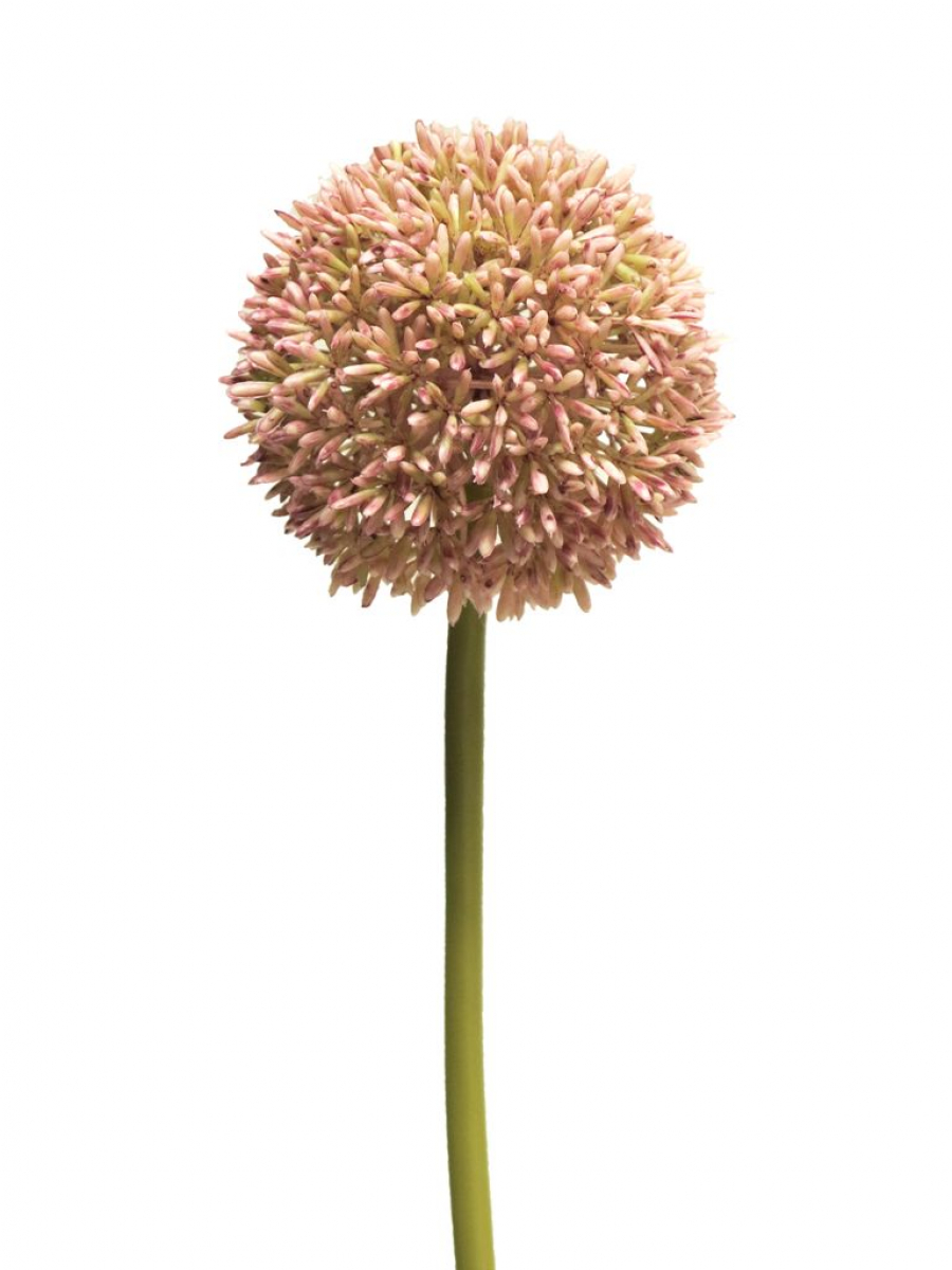 Allium D 11cm pink 68cm 11649-7