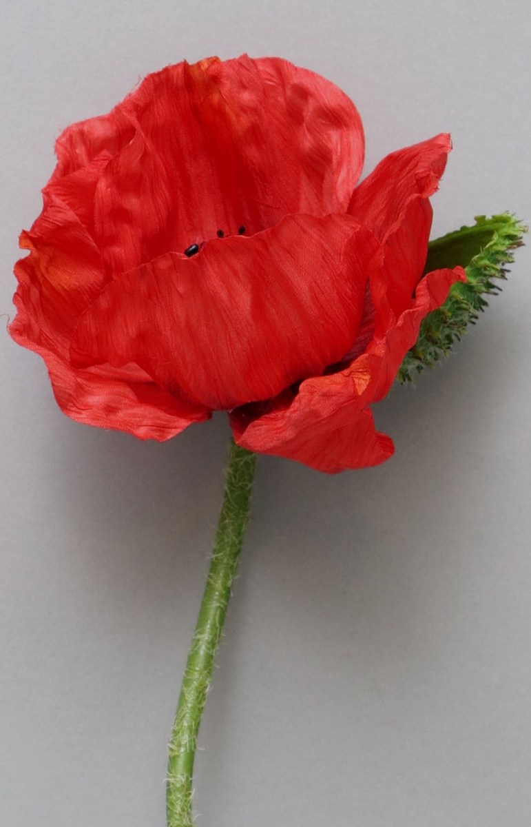 Mohn x1 rot 70cm 11944-3