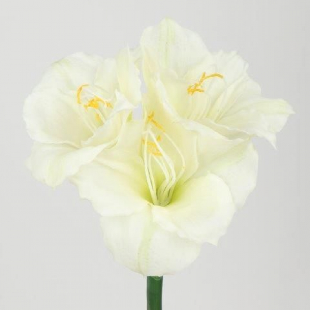 Amaryllis 3Bl L58cm cremeweiss 120266-12