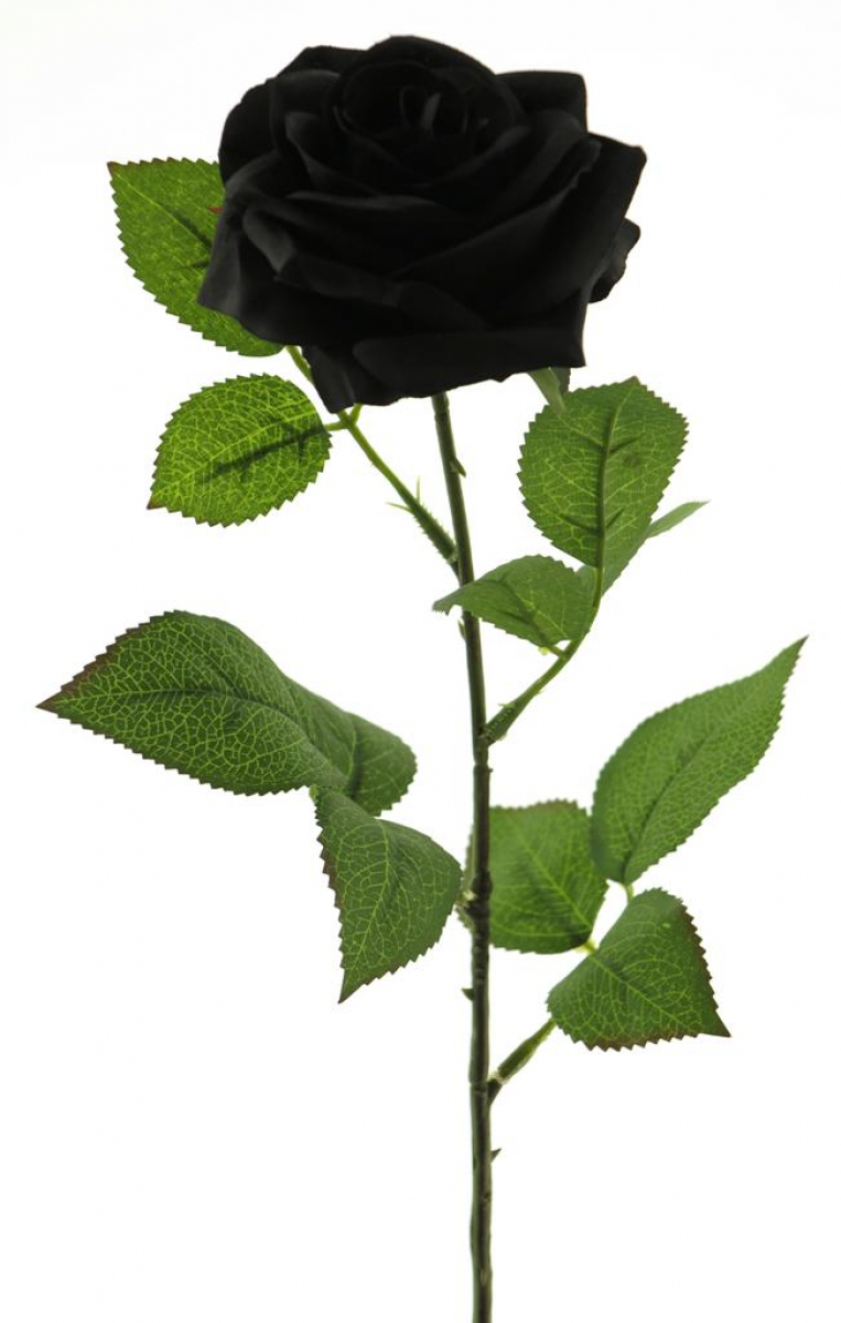 Rose Dijon schwarz 64cm 12172-11