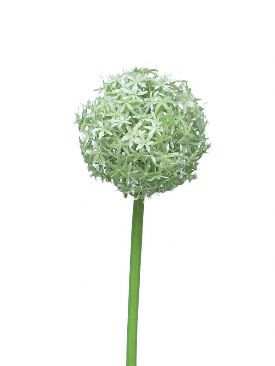 Allium Quin gruen 78cm Bl 14cm 12370-1