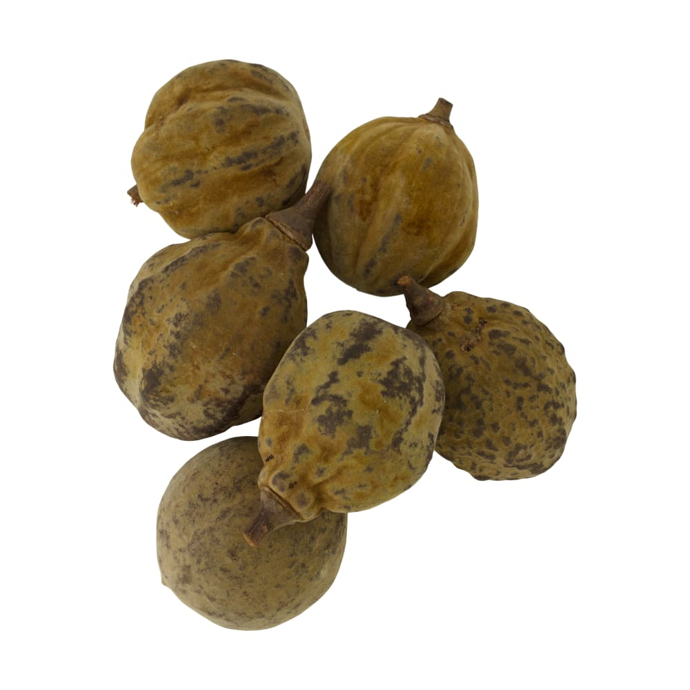 Baobab big natur 12-20cm Btl a 6 126284