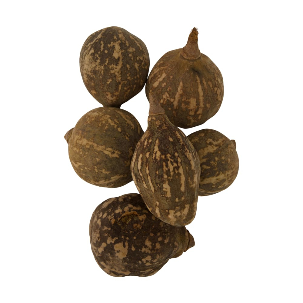 Baobab big sand 12-20cm Btl a 6 126285