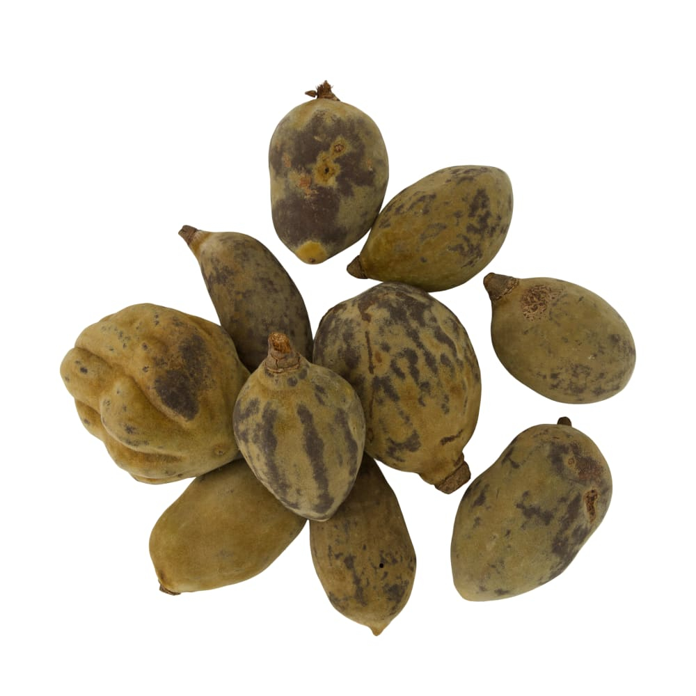 Baobab medium natur 8-12cm Btl a 10 126287