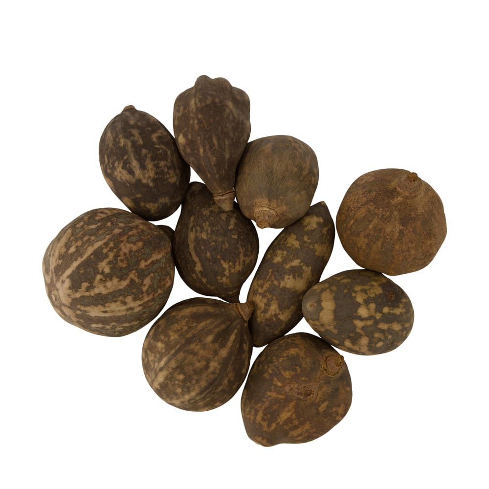 Baobab medium sand 8-12cm Btl a 10 126288