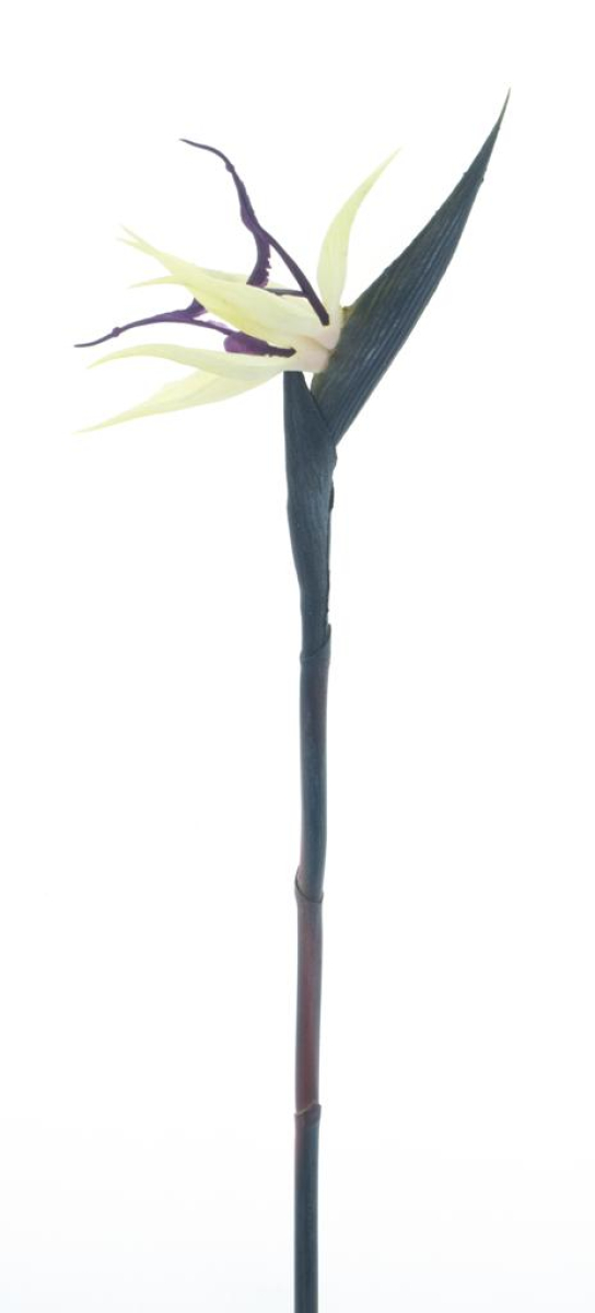 Strelitzie Cathy creme/purple 58cm 12999-0