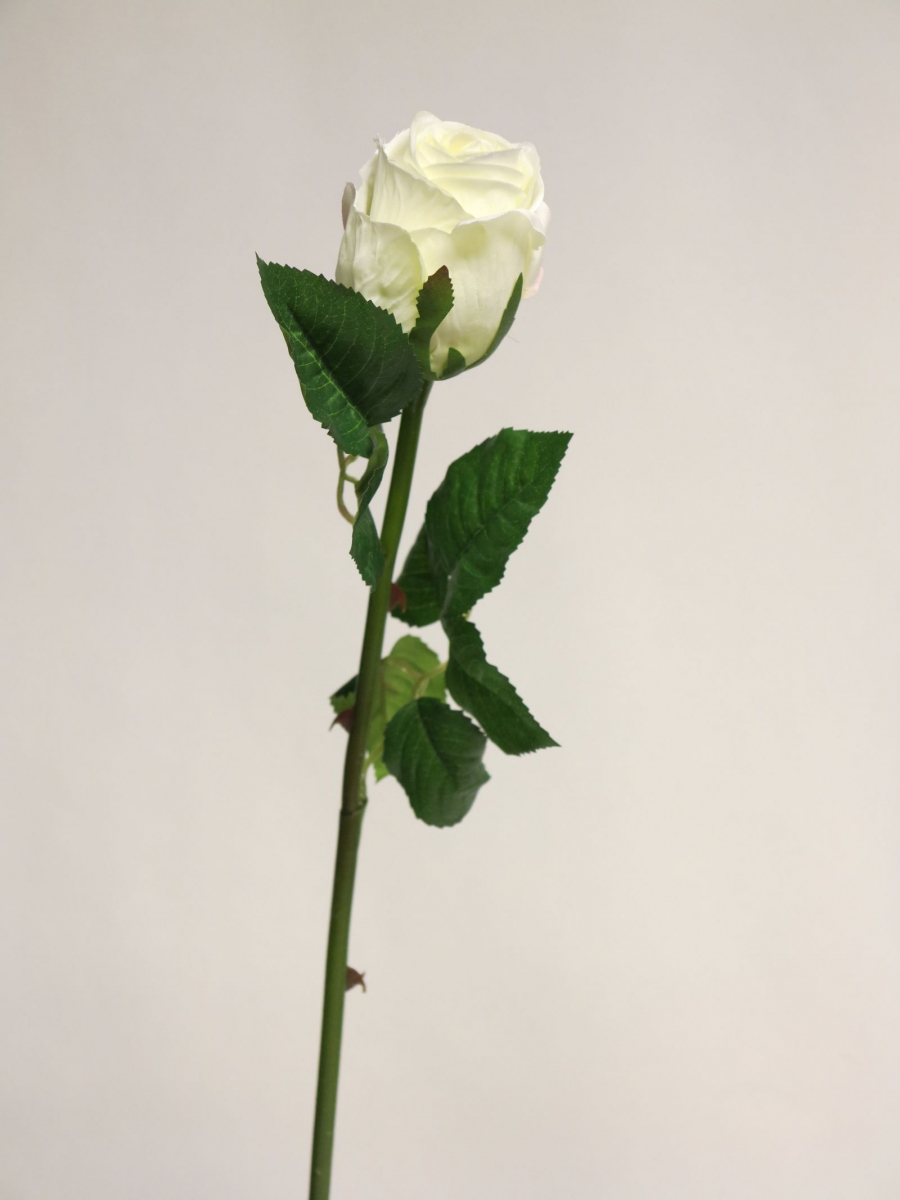 Rose Equador creme ca. 60cm 13041-0