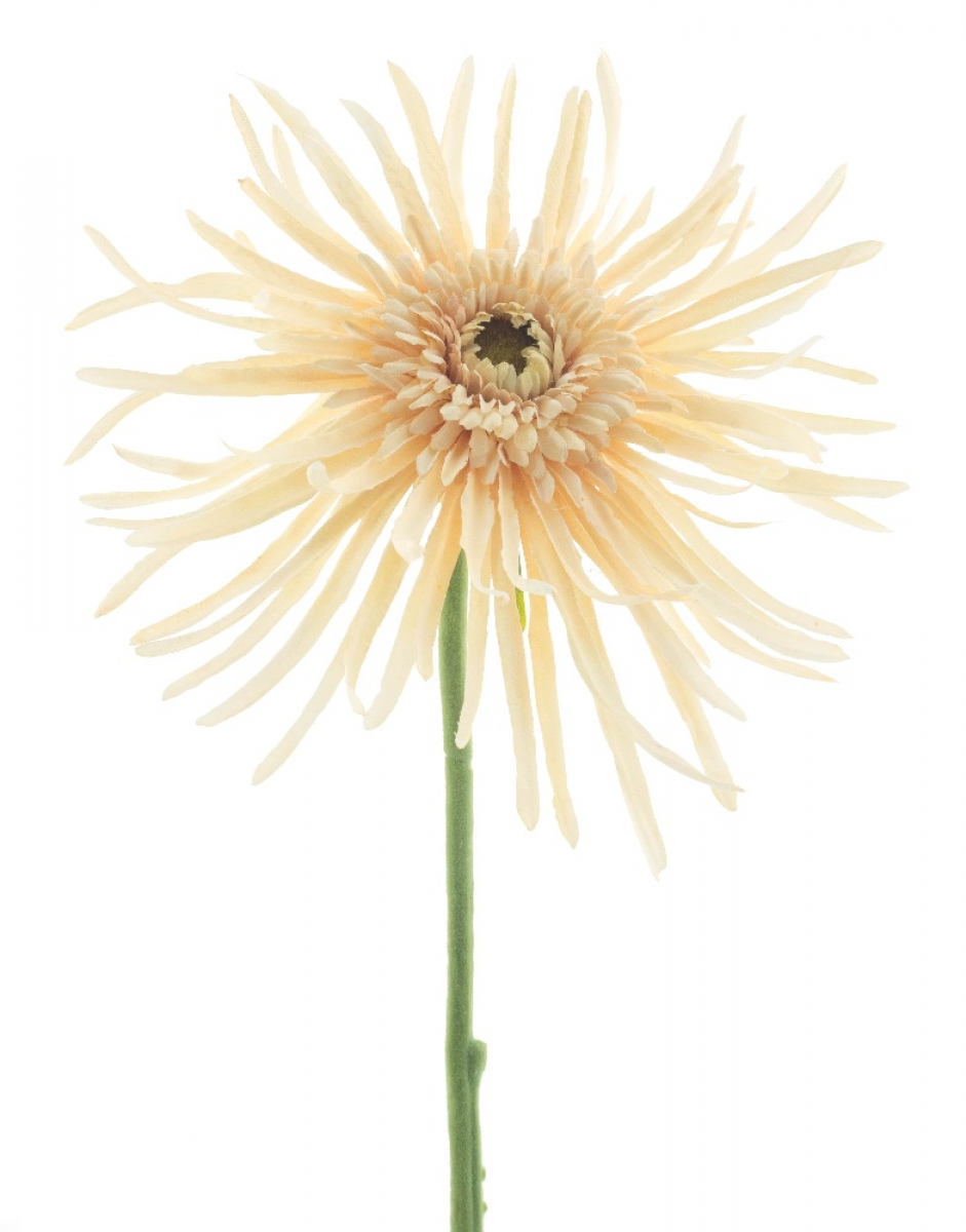 Sommeraster creme ca. 61cm 13607-1