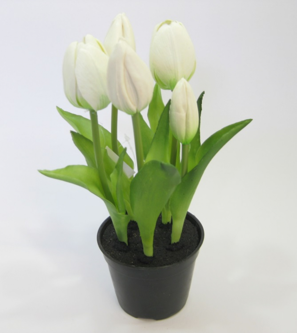 Tulpe i. Topf 5-fach 24cm weiss 190008-11