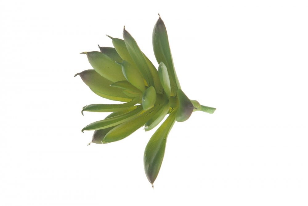 Succulente 6,5x7cm gruen 19157-042