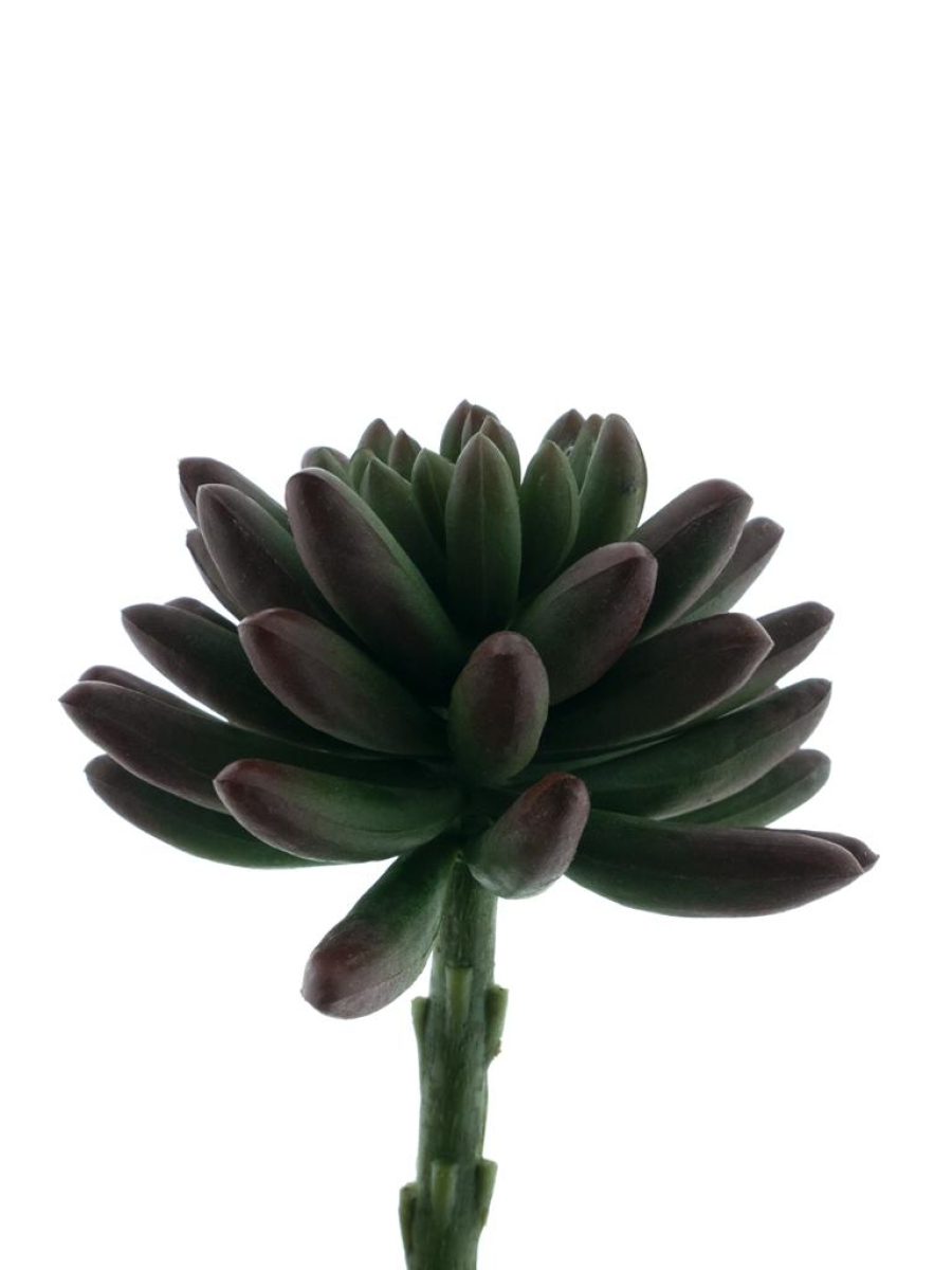 Echeverie Anna rot 14,5cm 22233-3