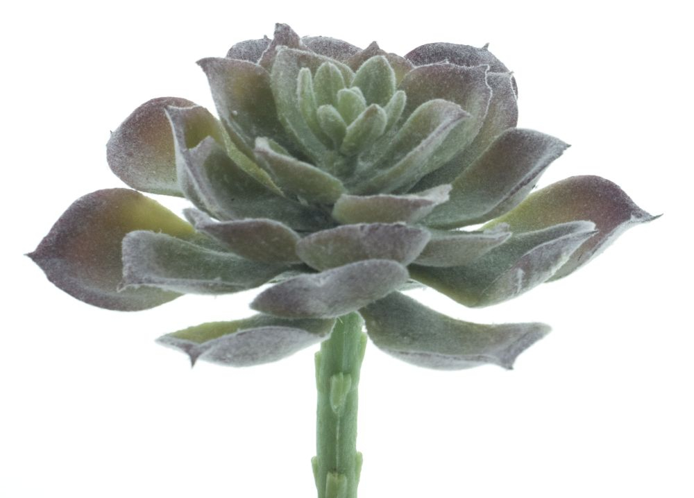Aeonium-Pcik Guanita gruen-beflockt ca. 14cm 22424-0