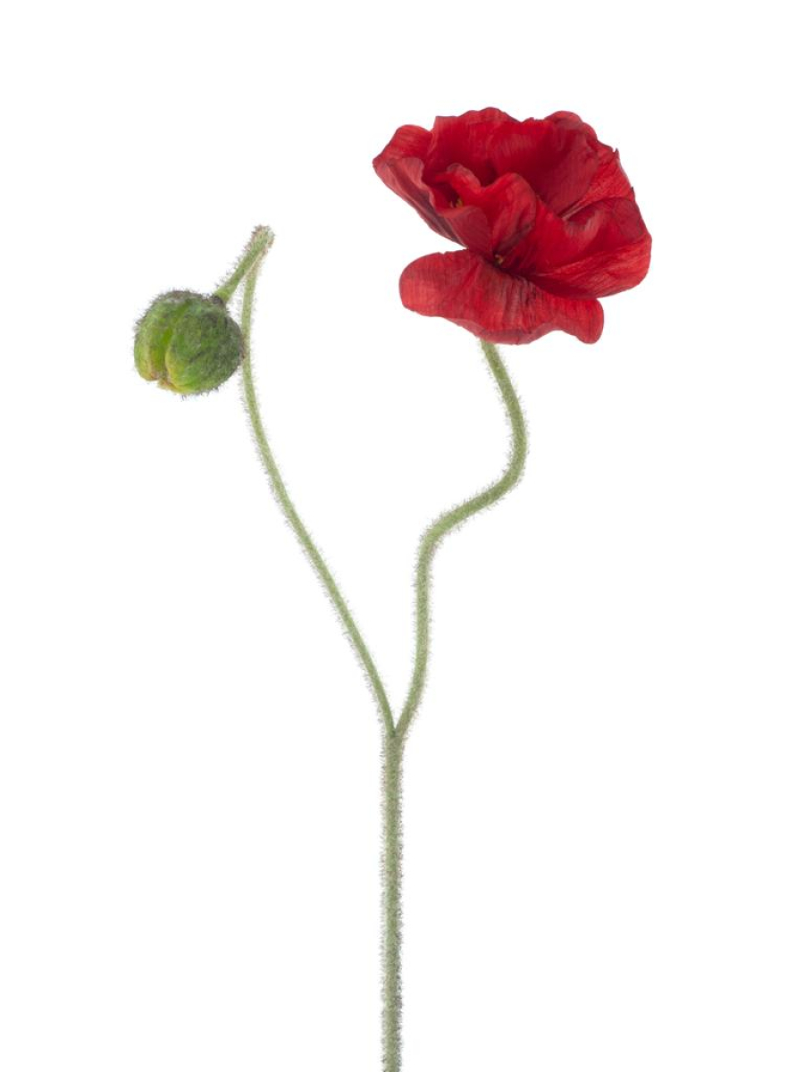 Mohn m.Knospe Ilse rot 81cm 22590-3