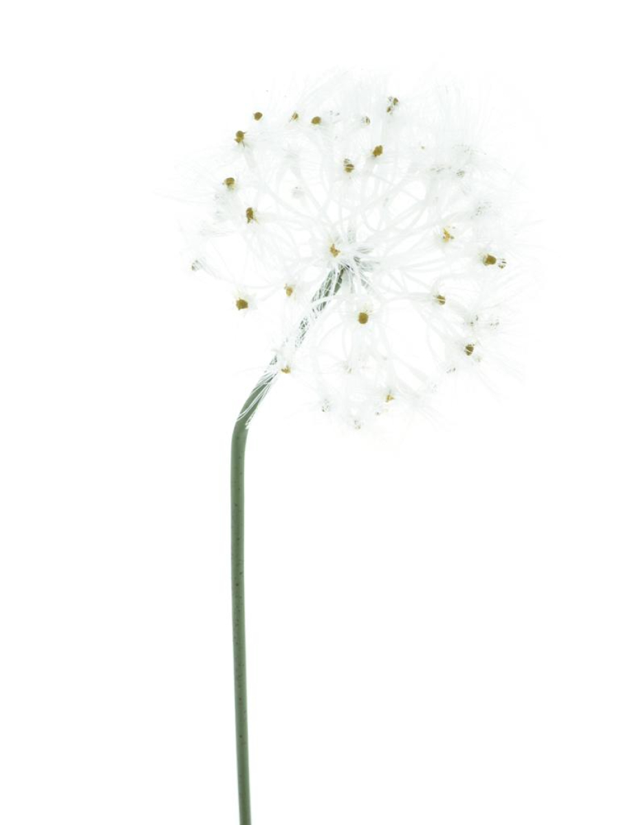 Pusteblume creme 89cm 22656-0