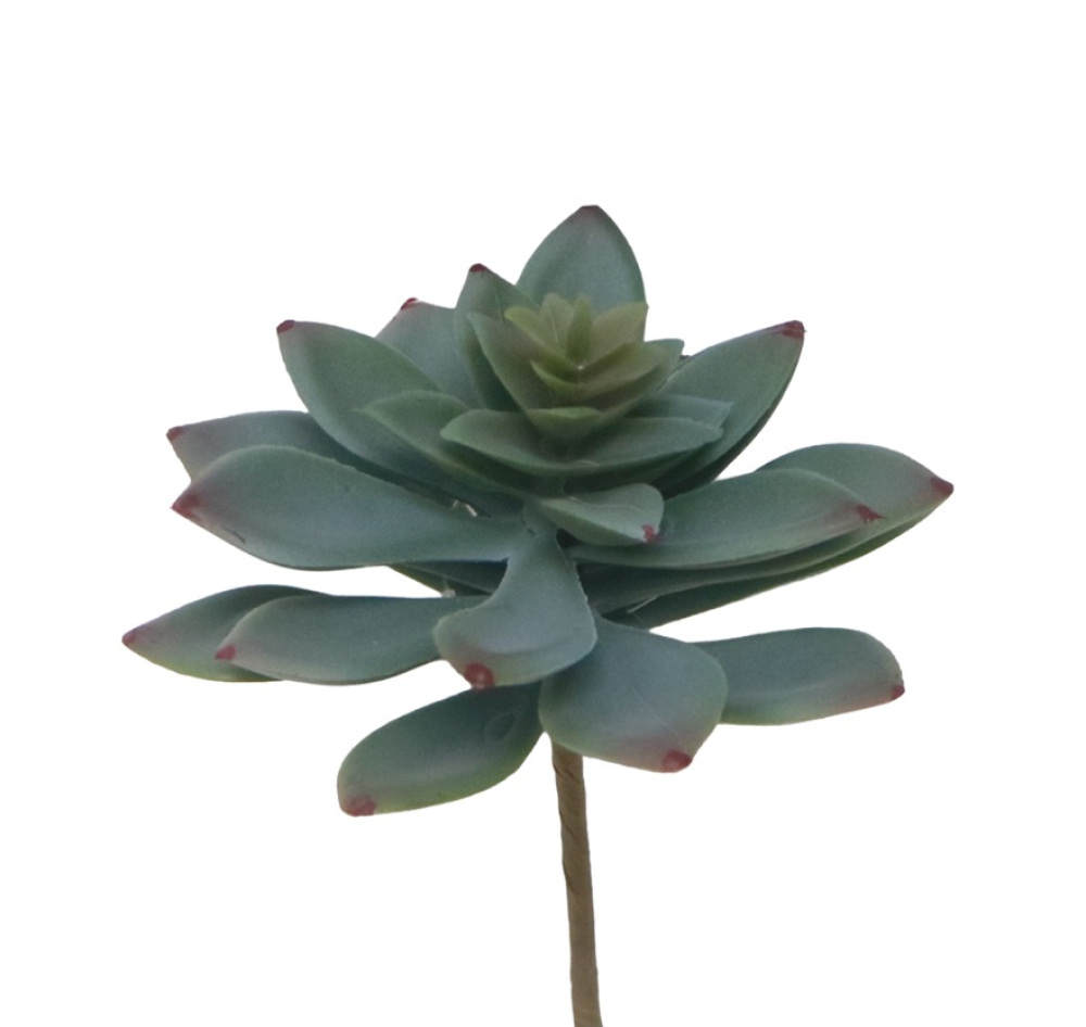 Sukkulente, 11,25cm grau/gruen 280027-72