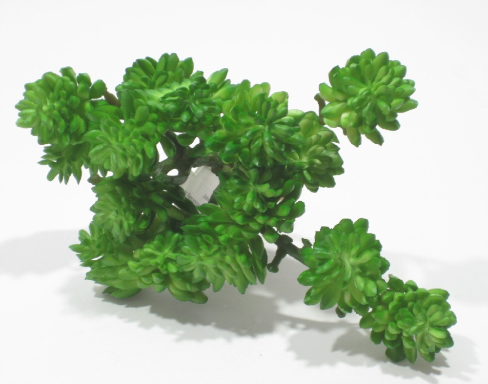 Sukkulente L12cm gruen 280290-42