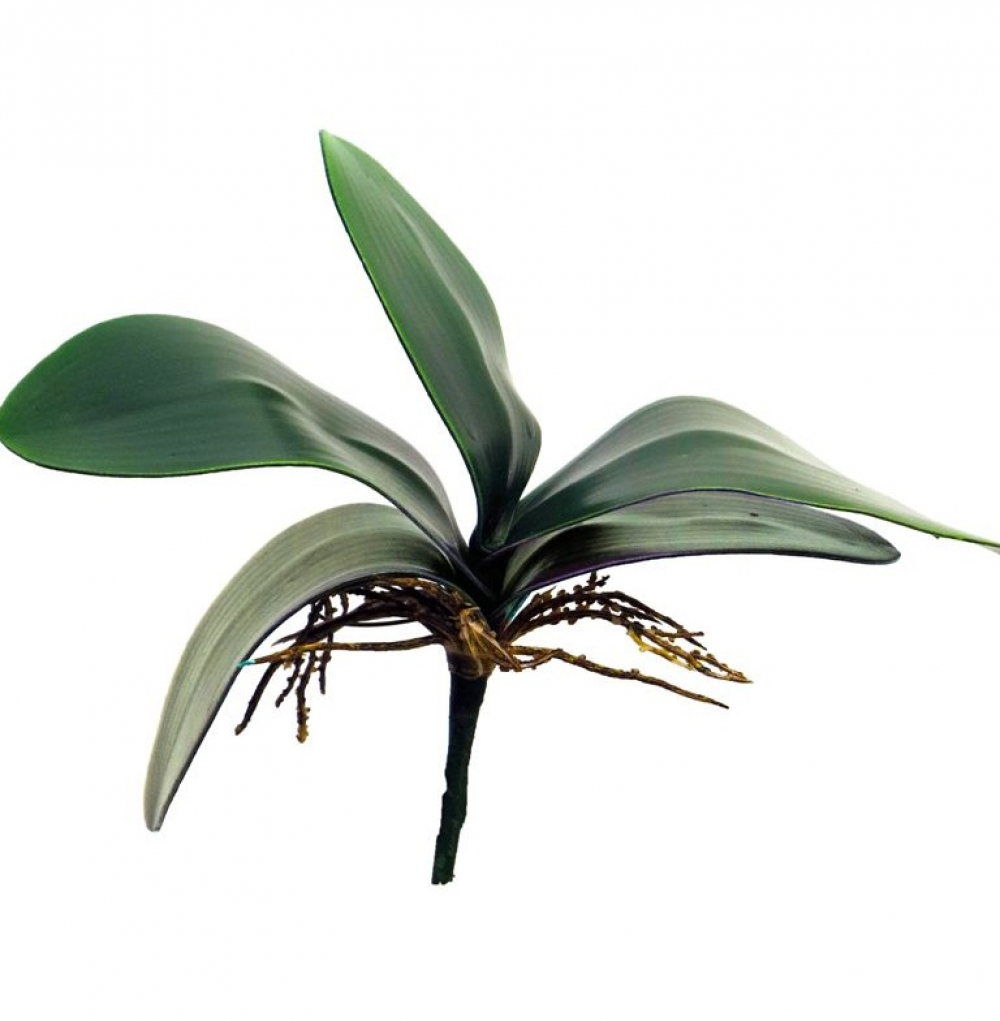 Phalaenopsis Blaetter x5 24cm 31158-1