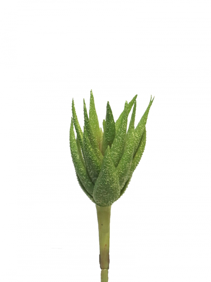 Succulente Richy gruen 20cm 31574-1