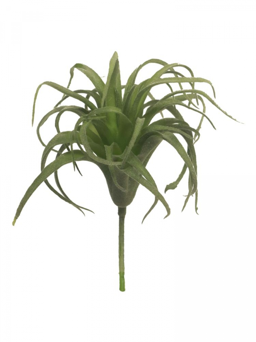 Tillandsien Pick gruen 17cm 31866-0