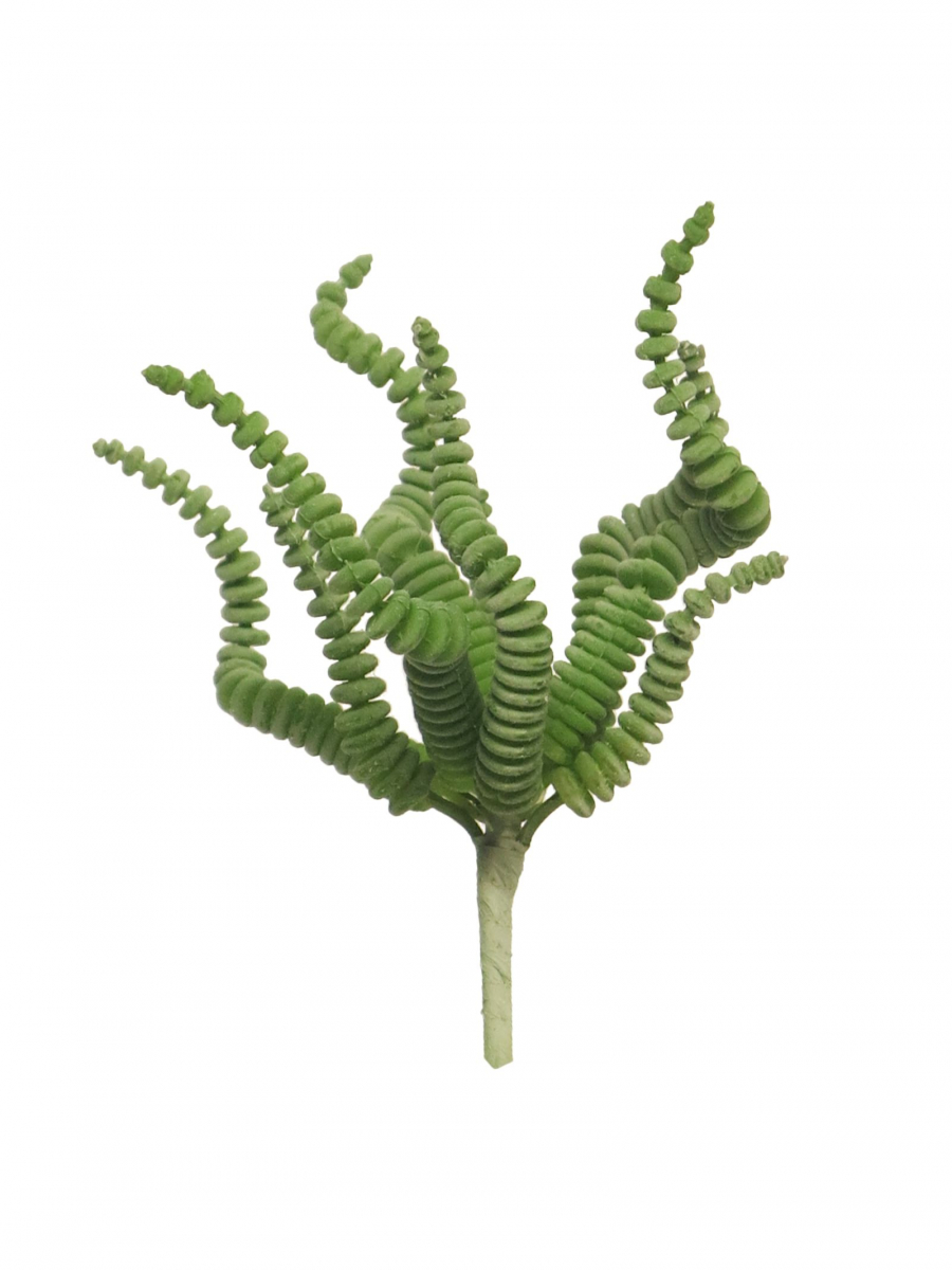 Succulente Rhoda Pick gruen 16cm 40306-5