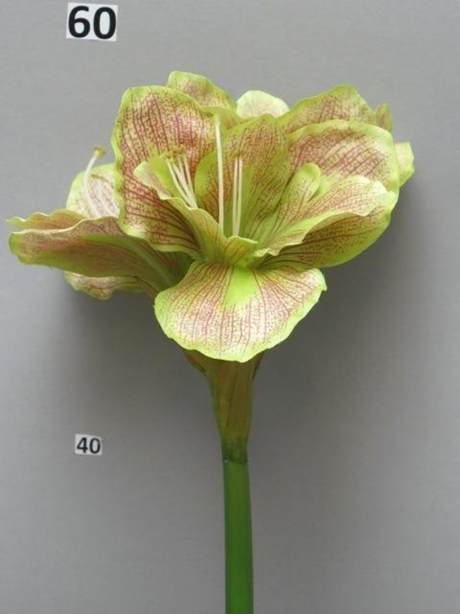 Amaryllis Aline rosa-gruen 63cm 86600-5