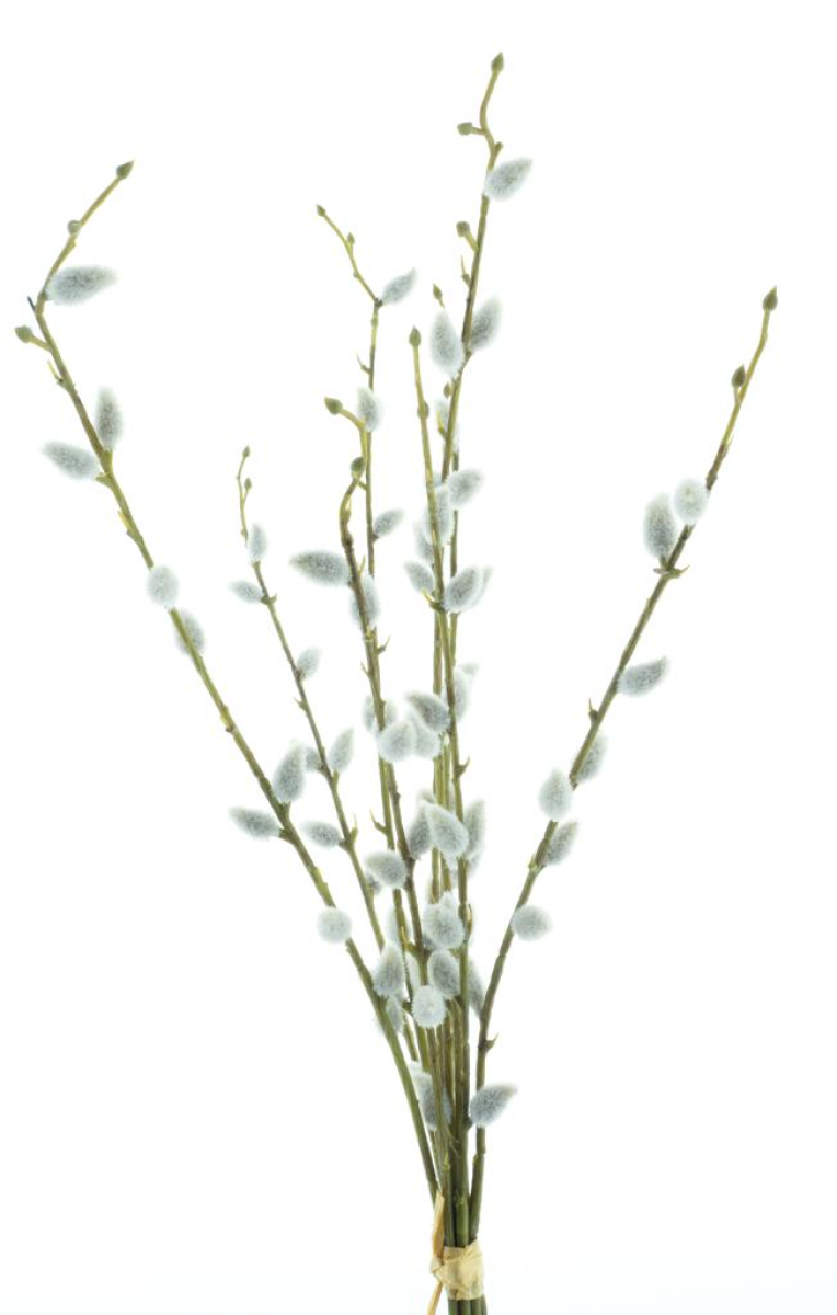 Weidenkaetzchen-Bund Chartreux 54cm 88937-8