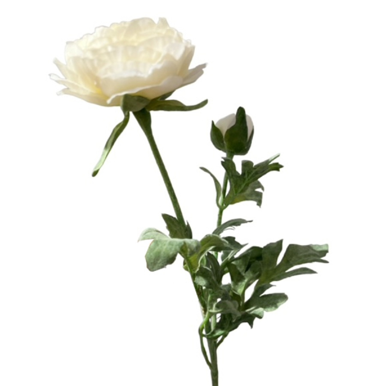 Ranunkel 1Bl,1Kn L40cm weiss 1248-01