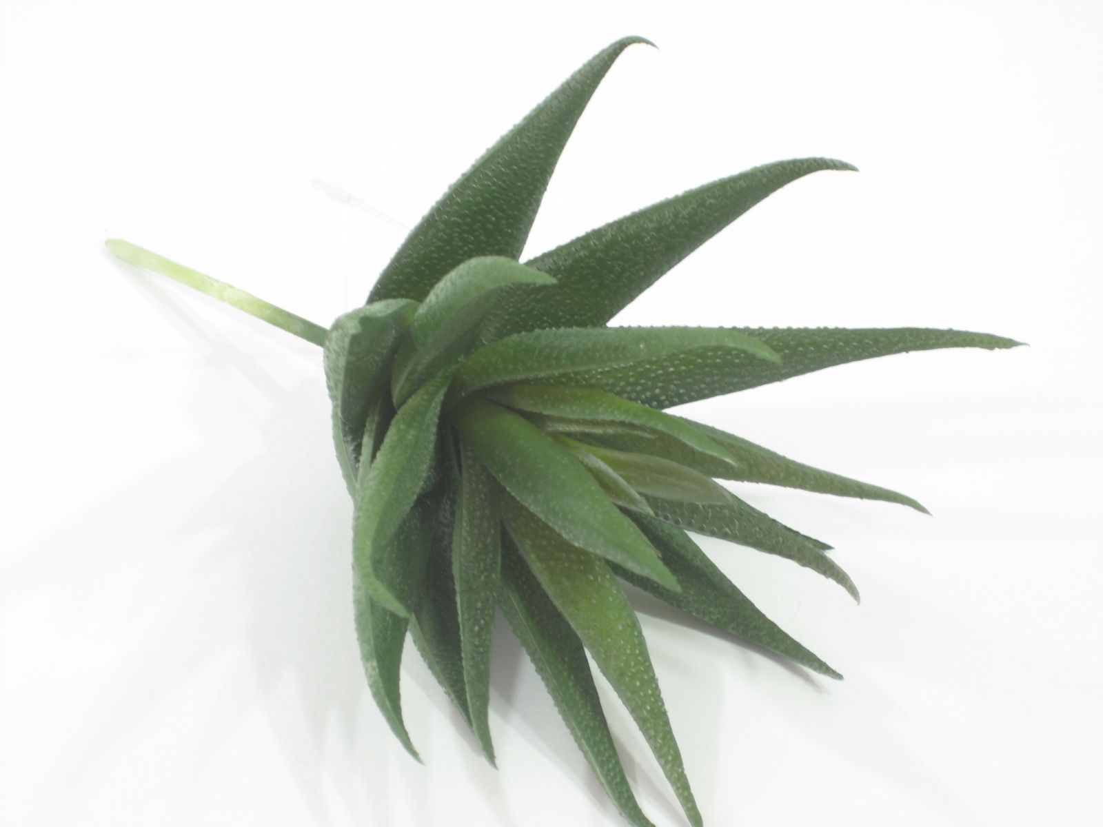 Stachelaloe 18cm DM ca. 10cm