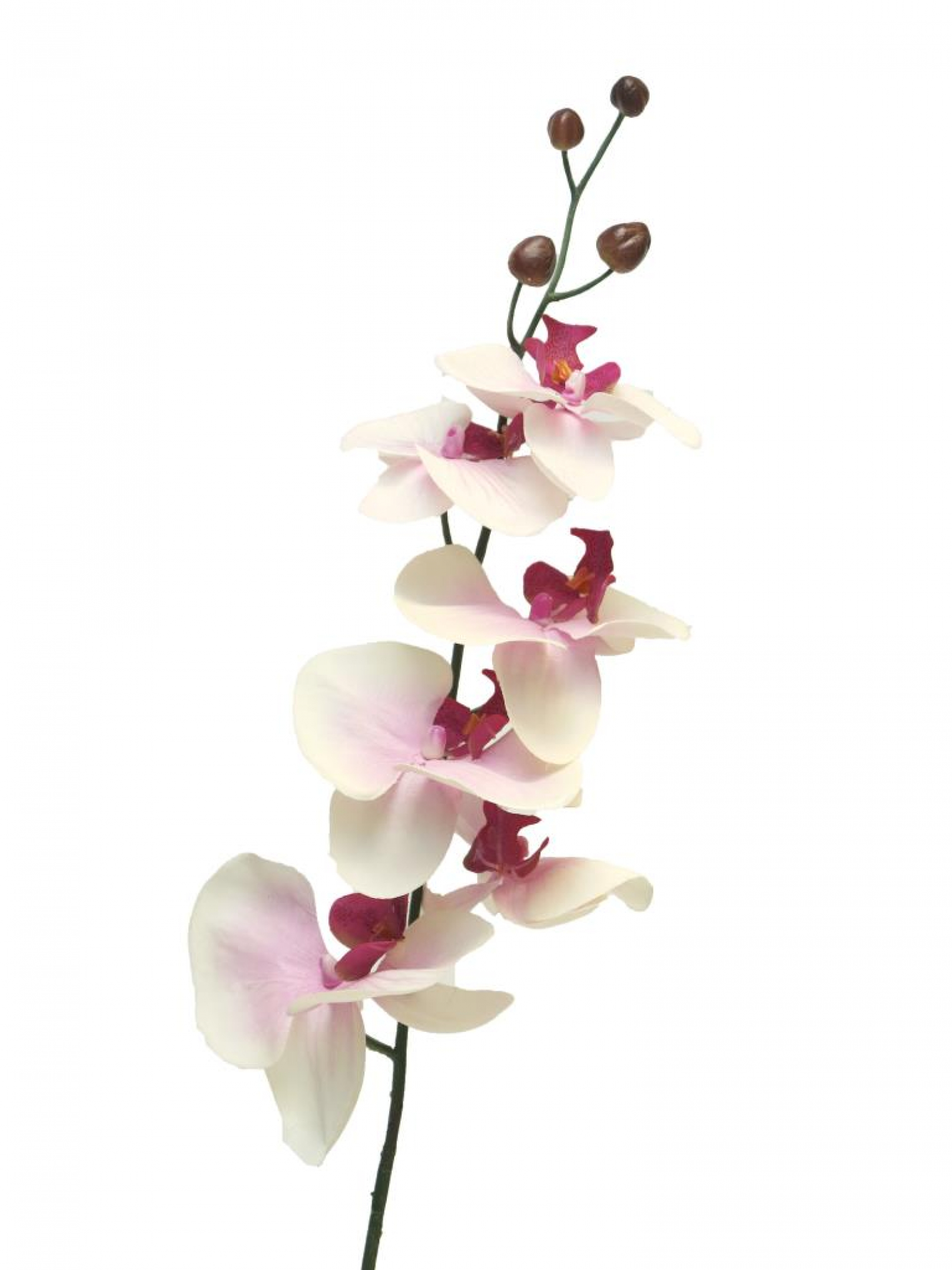 Phaleanopsis Milan 78cm creme/lavendel 11518-6