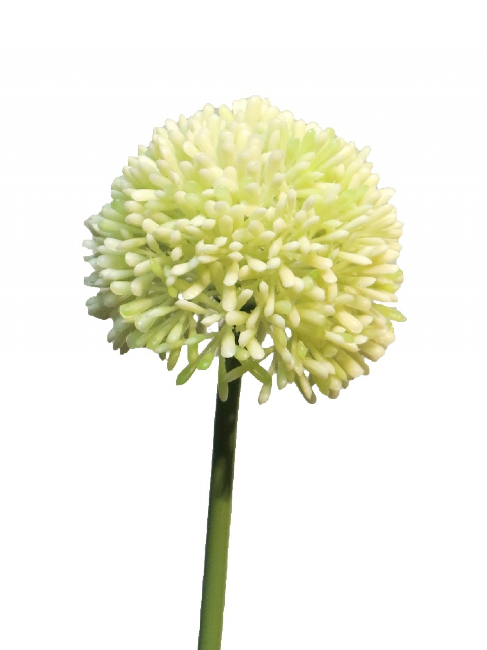 Allium D 7cm creme/gruen 44cm 11648-0