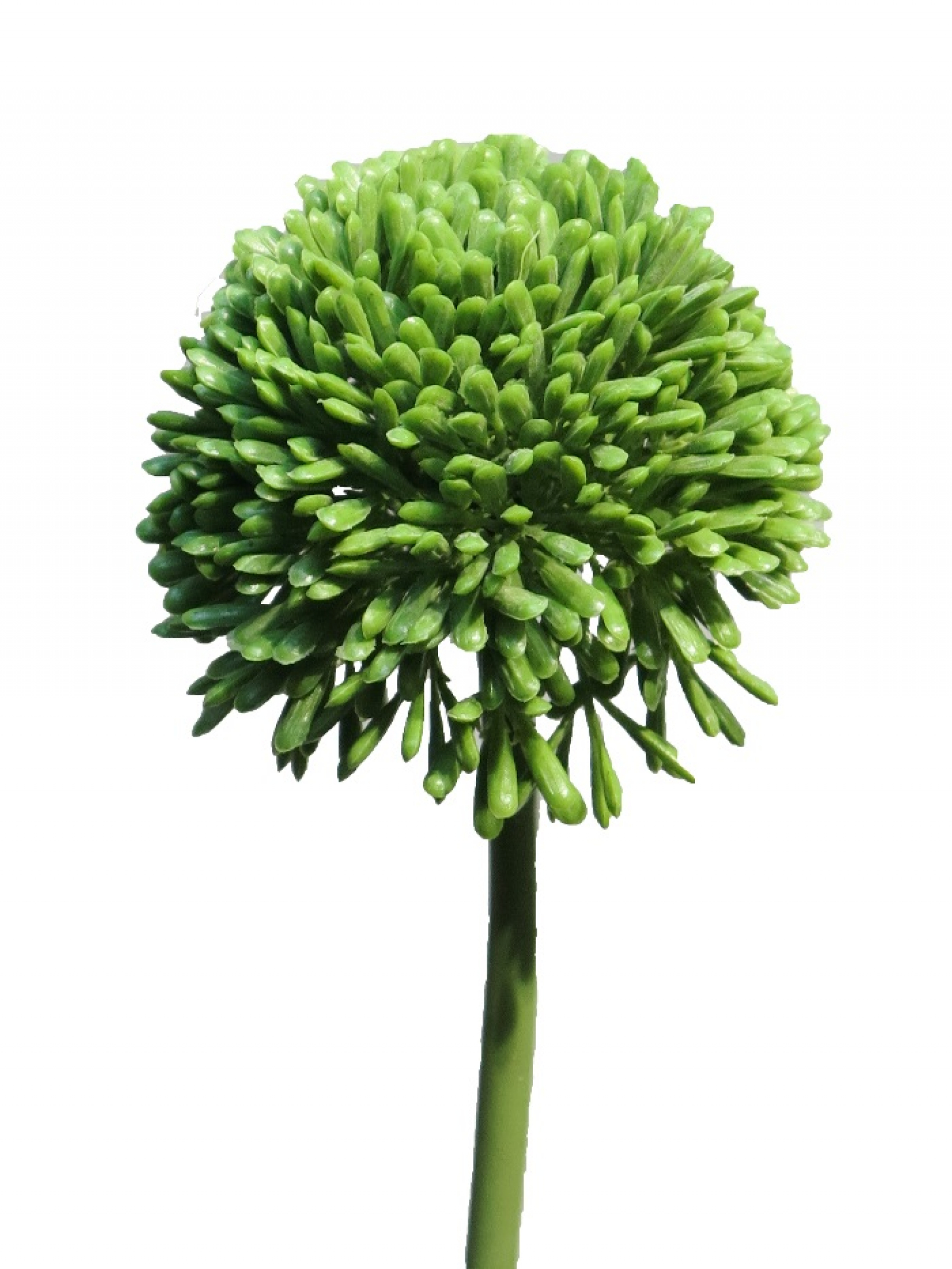 Allium creme/gruen 44cm Bl 7cm 11648-1