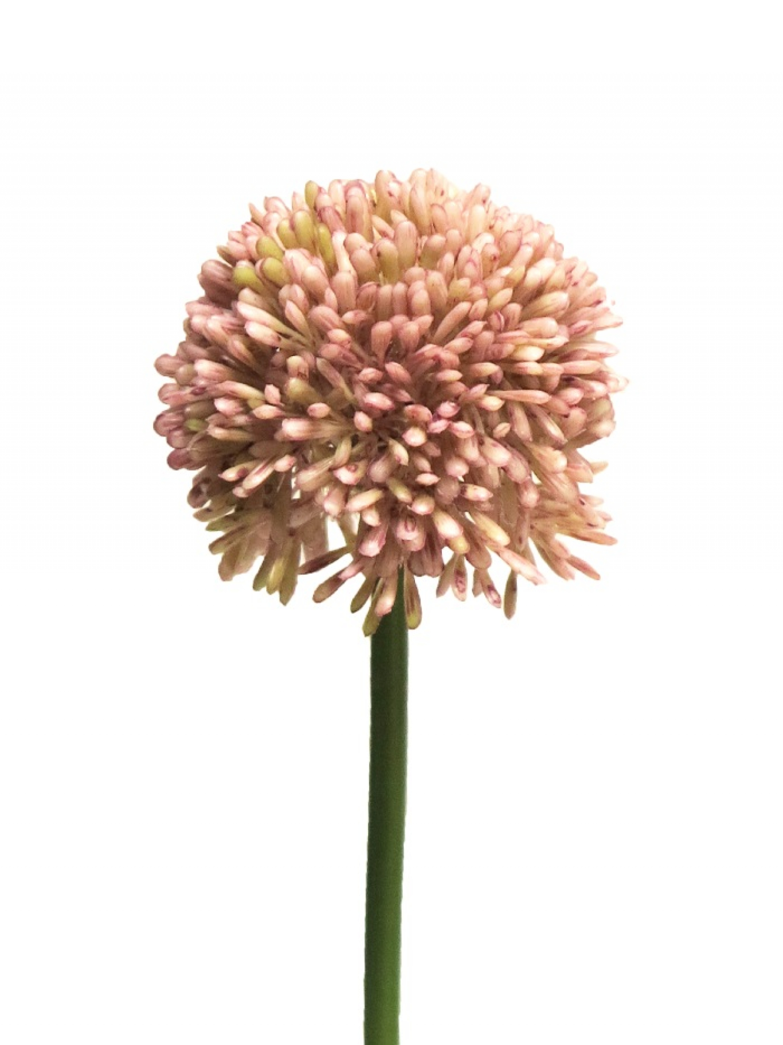 Allium D 7cm pink 44cm 11648-7
