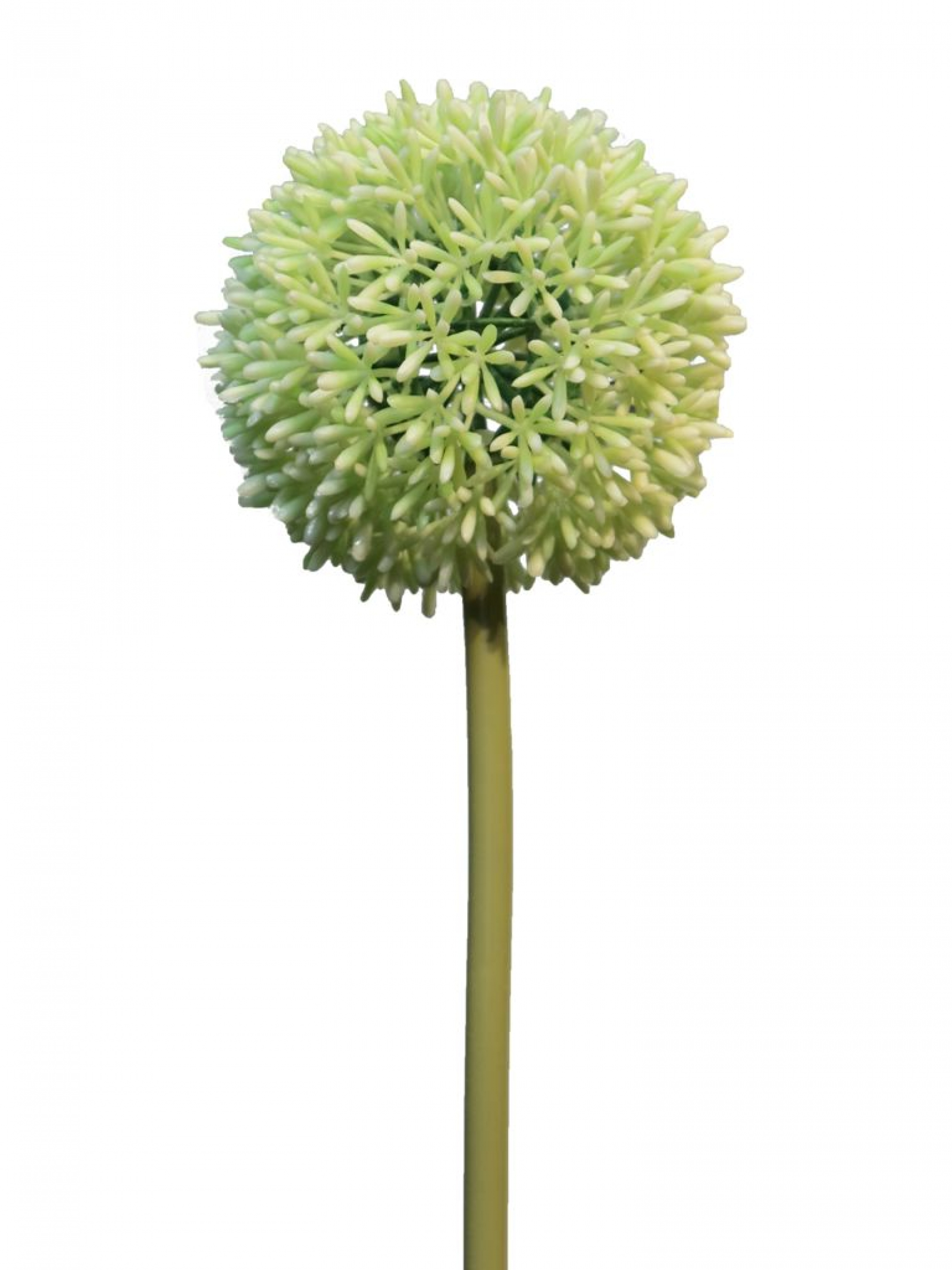Allium D 11cm creme/gruen 68cm 11649-0