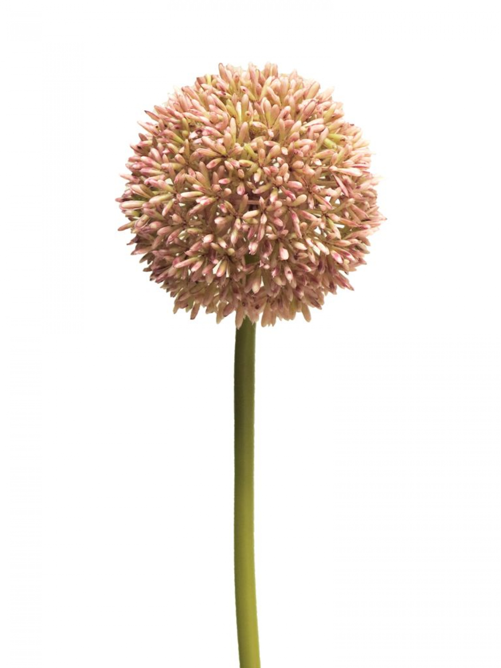 Allium D 11cm pink 68cm 11649-7