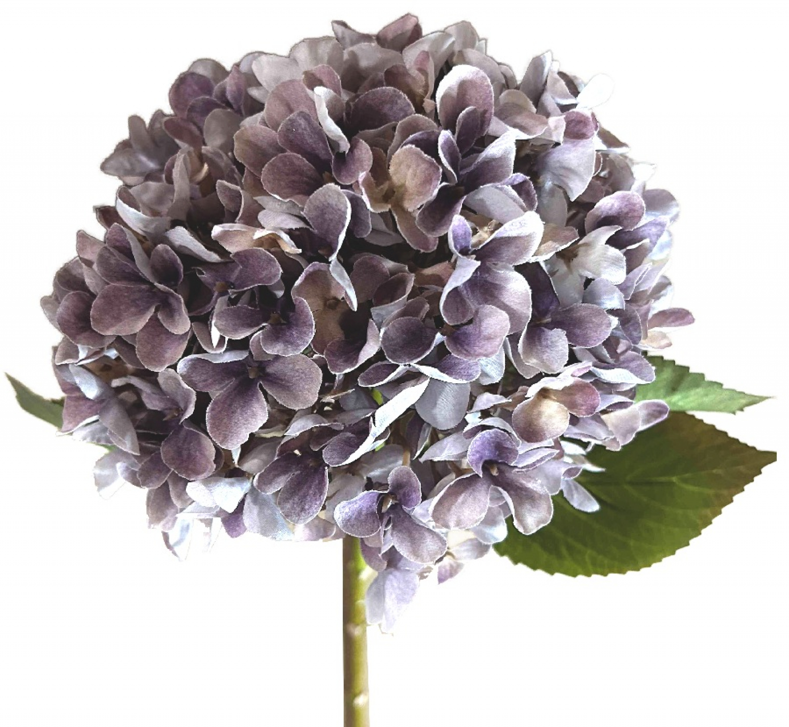 Hortensie, 70cm flieder 120107-57