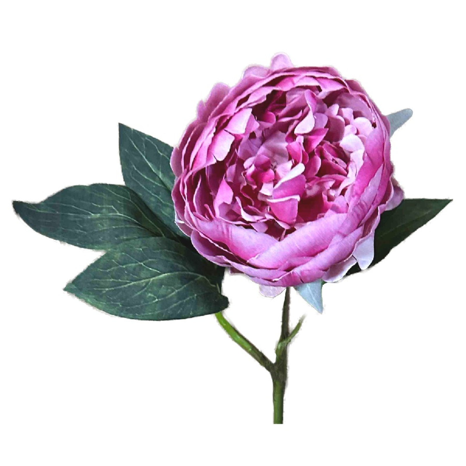 Peony, 53cm violett 120152-57