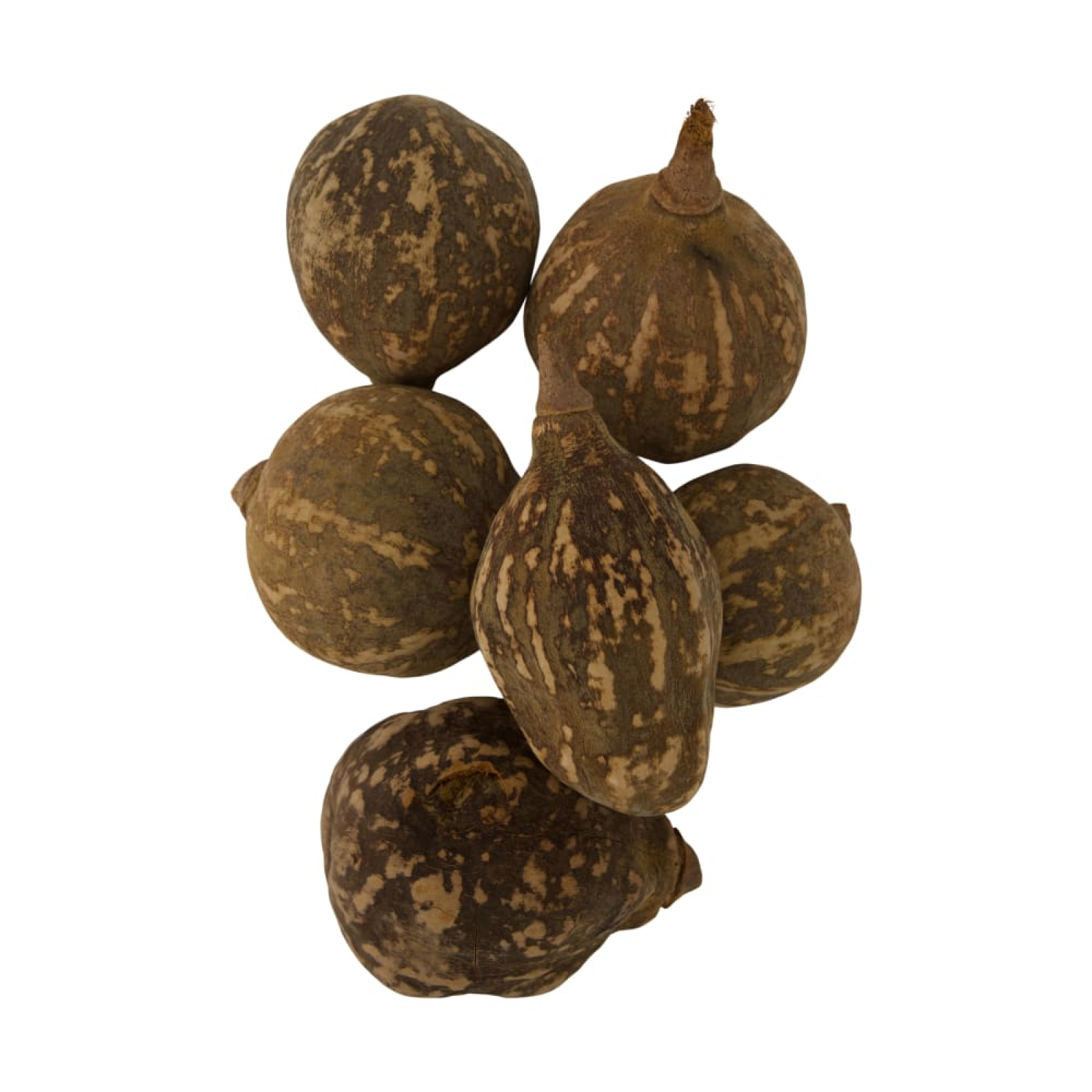 Baobab big sand 12-20cm Btl a 6 126285