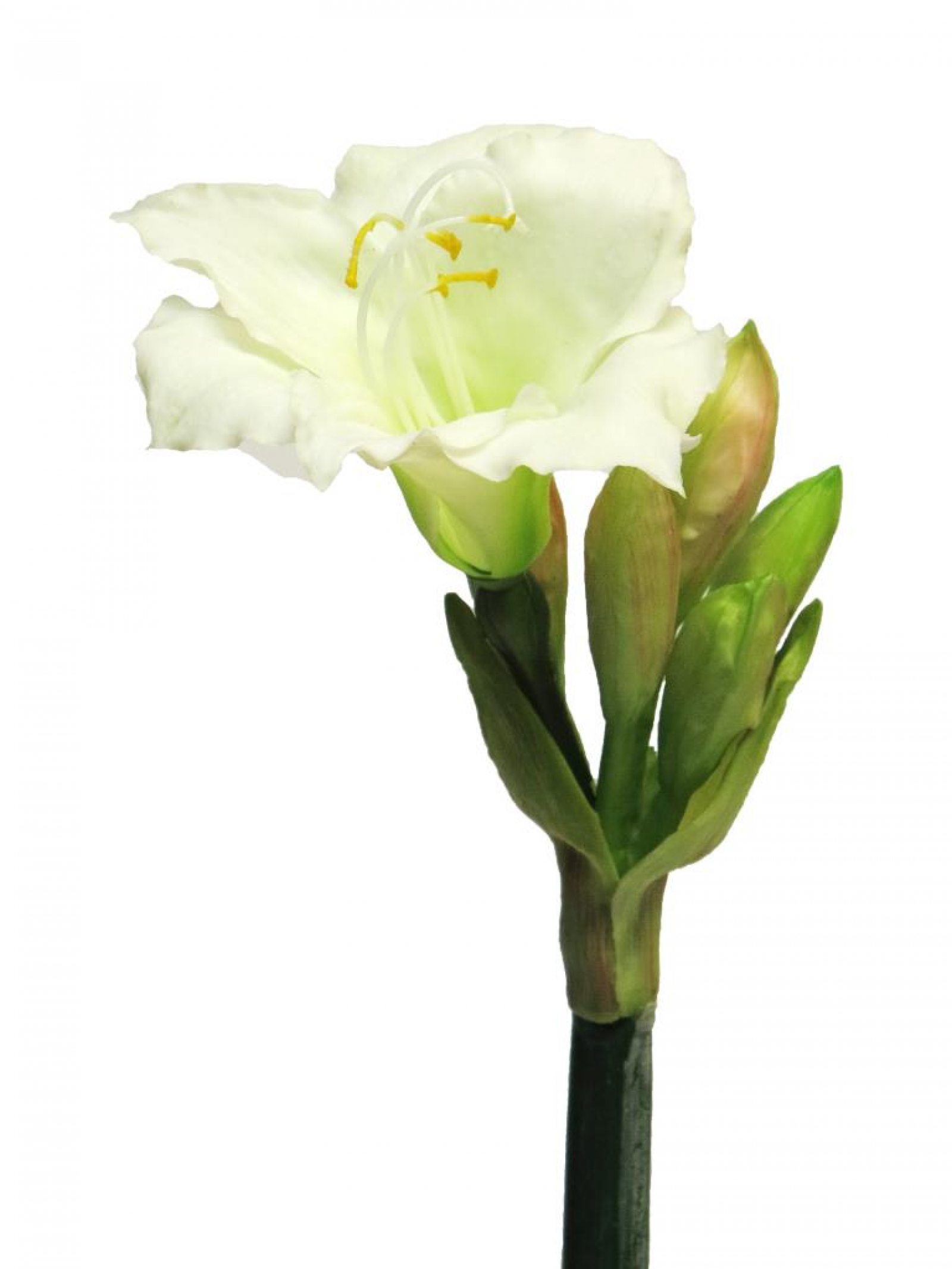 Amaryllis Regent ca. 56cm creme 12631-0