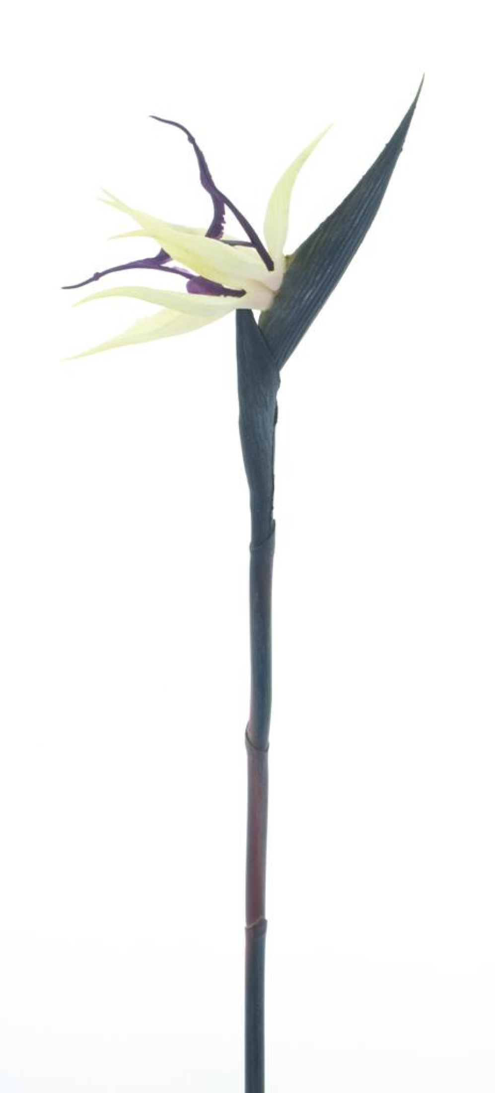 Strelitzie Cathy creme/purple 58cm 12999-0