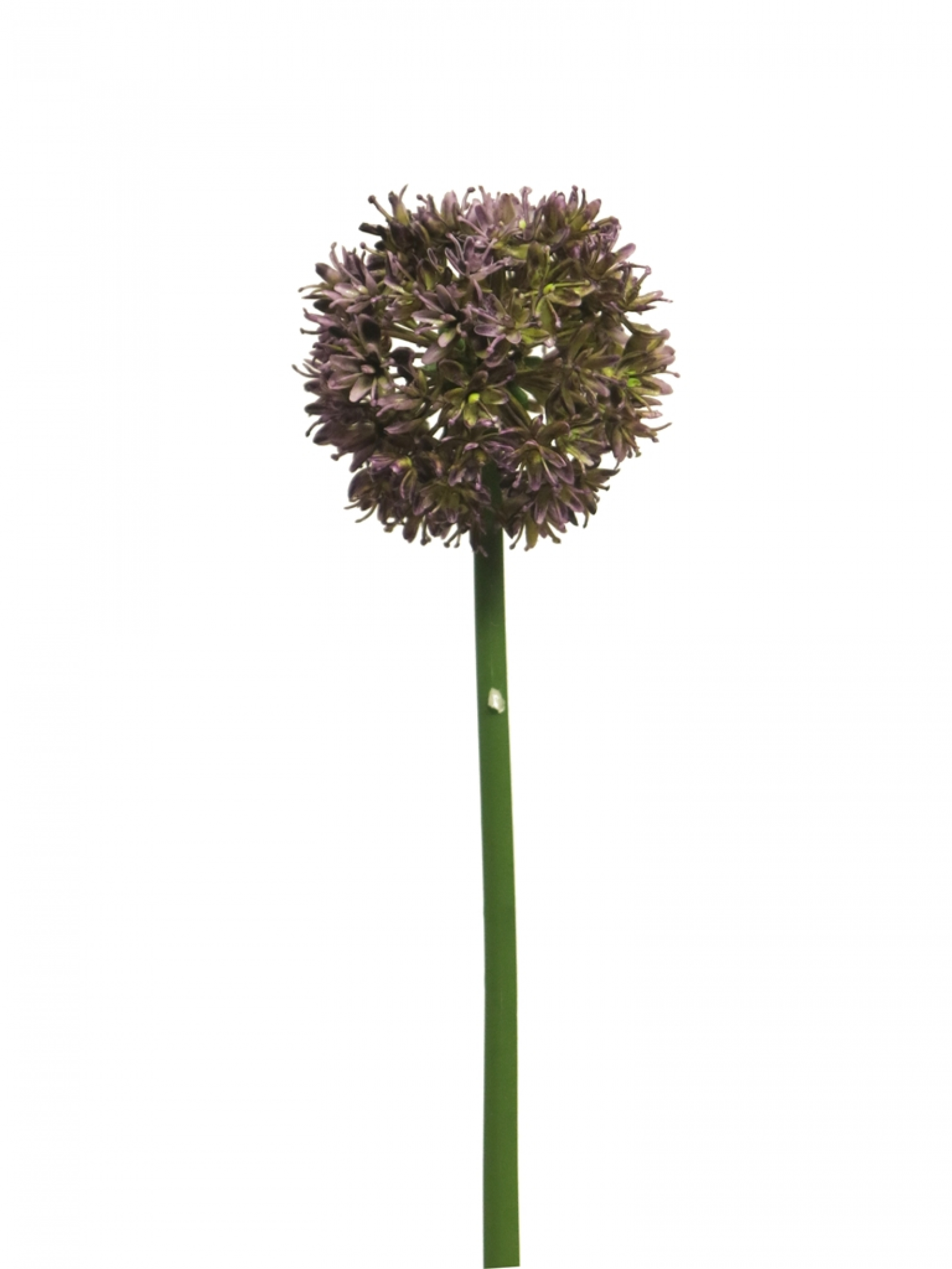 Allium Natasja aubergine 60cm 13203-9