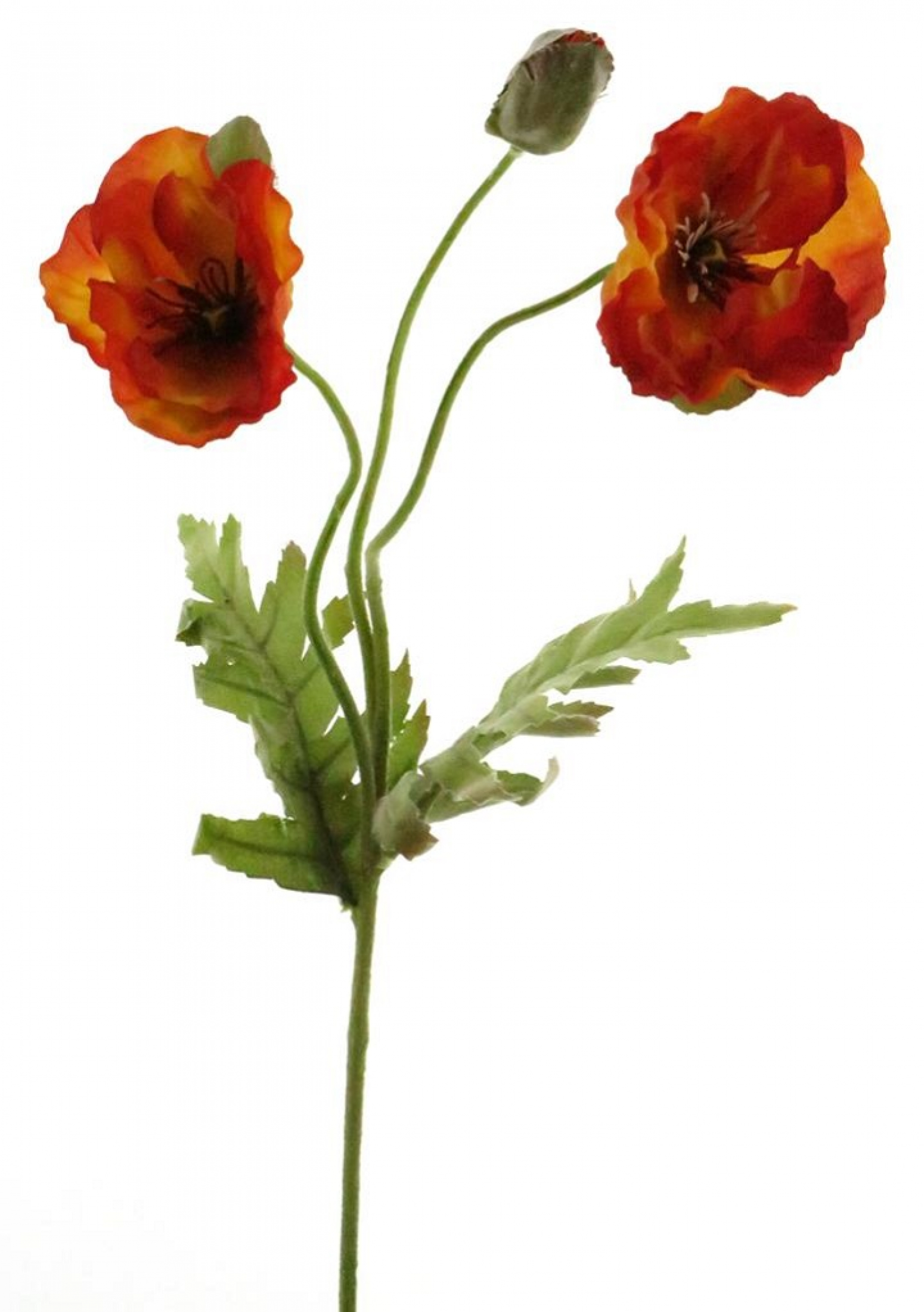 Mohn orange 70cm 2Bl 1Kn 13321-5