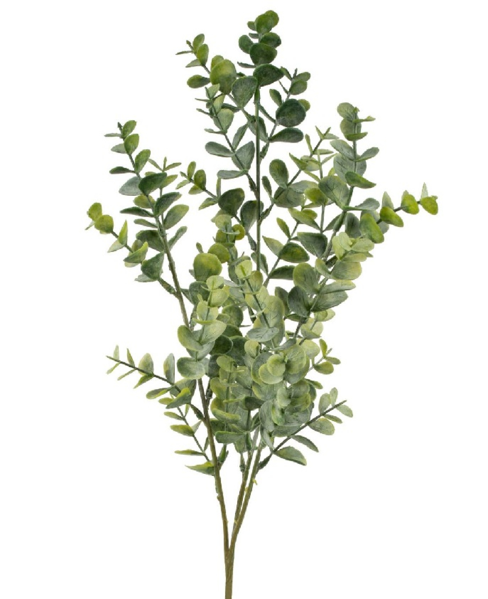 Eucalyptuszweig L65cm gn bepudert 220317-42