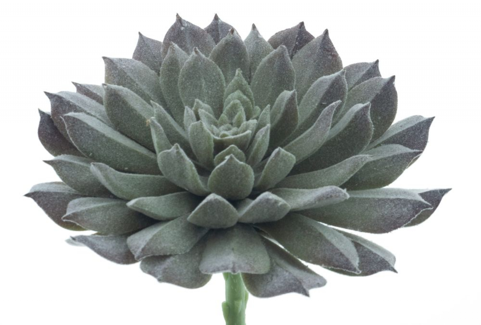 Succulenten-Pick Guanita gruen-beflockt ca. 14cm 22428-0