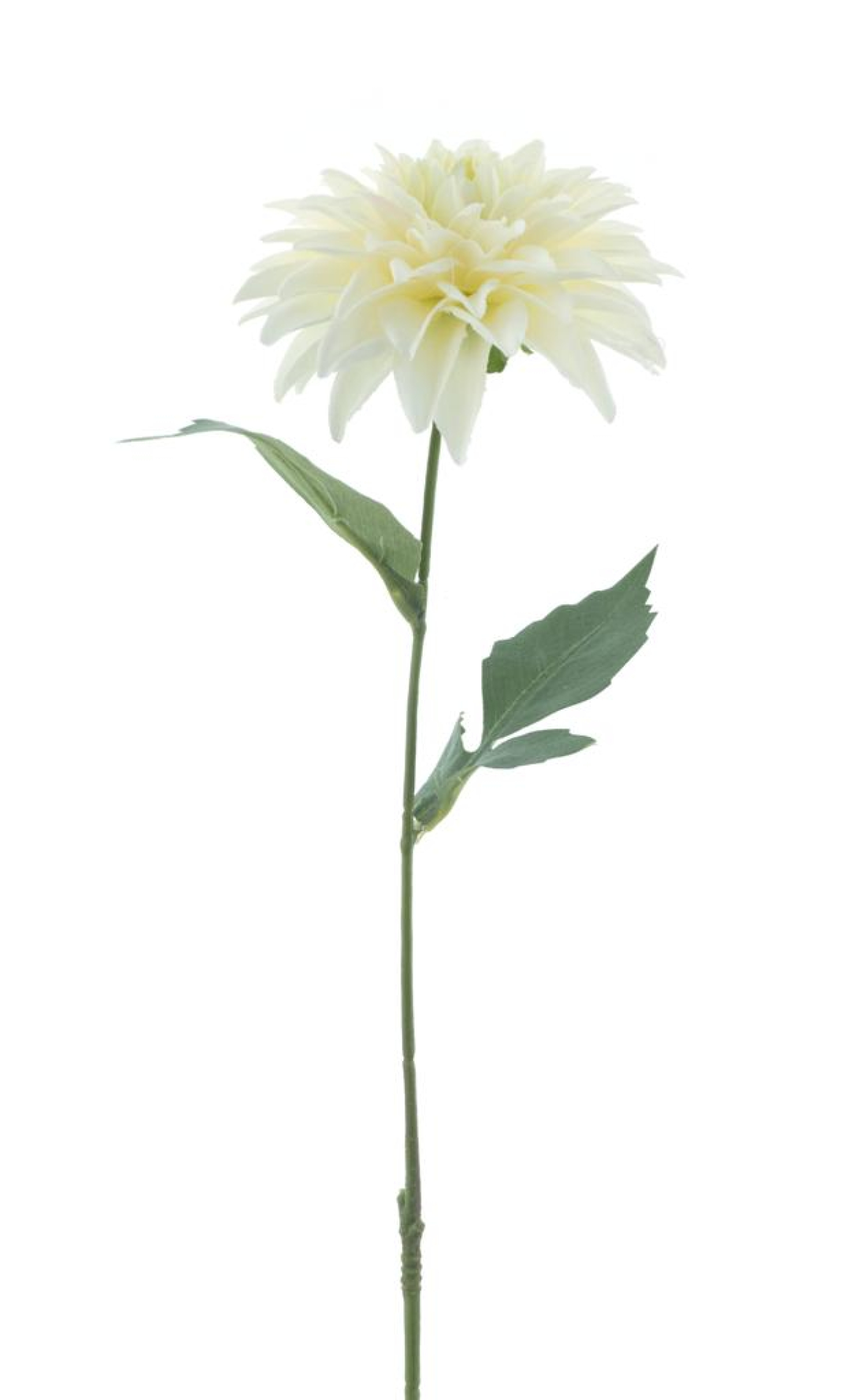 Dahlie Malang creme 63cm 22613-0